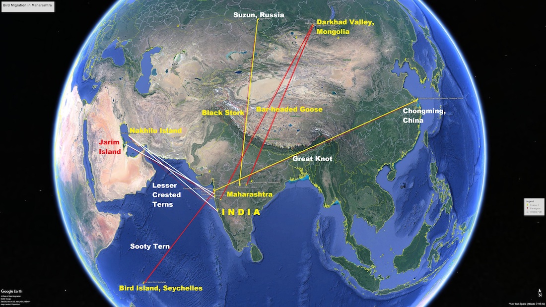 महाराष्ट्रातील पक्षी स्थलांतर