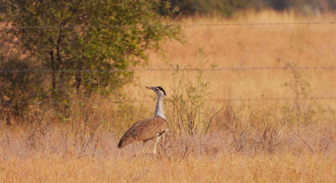 Diary Of A Scientist: A Day With The Enigmatic Wildlife Of The Thar Desert
