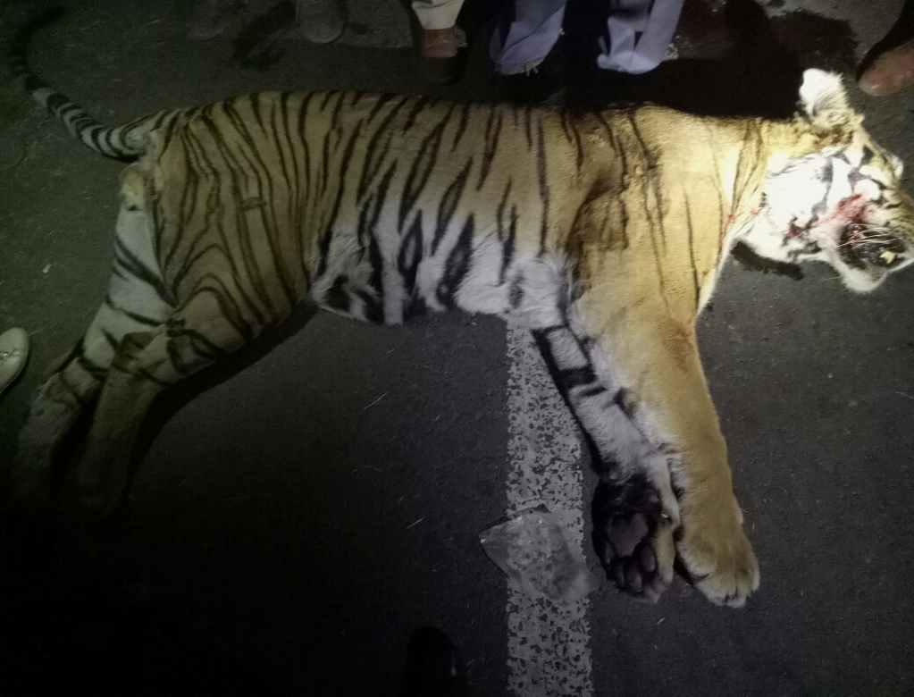 Addressing The Impact Of Linear Infrastructure On Wildlife: An Interview With Conservationist Kishor Rithe