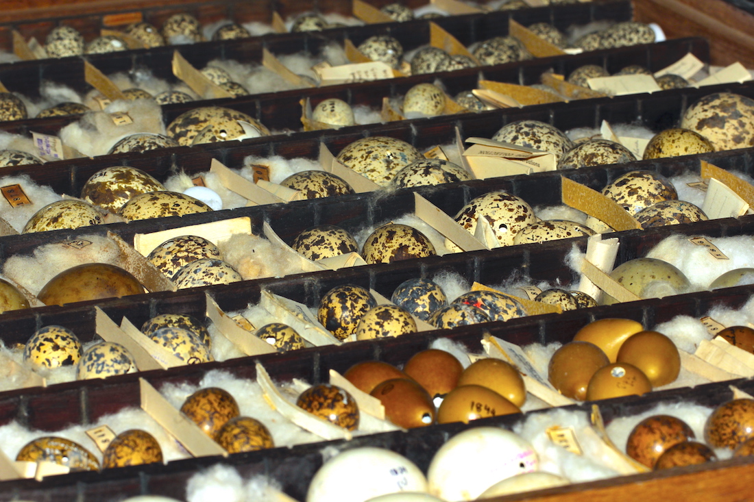 Inside The BNHS Natural History Collection: A Treasure Trove Of Knowledge