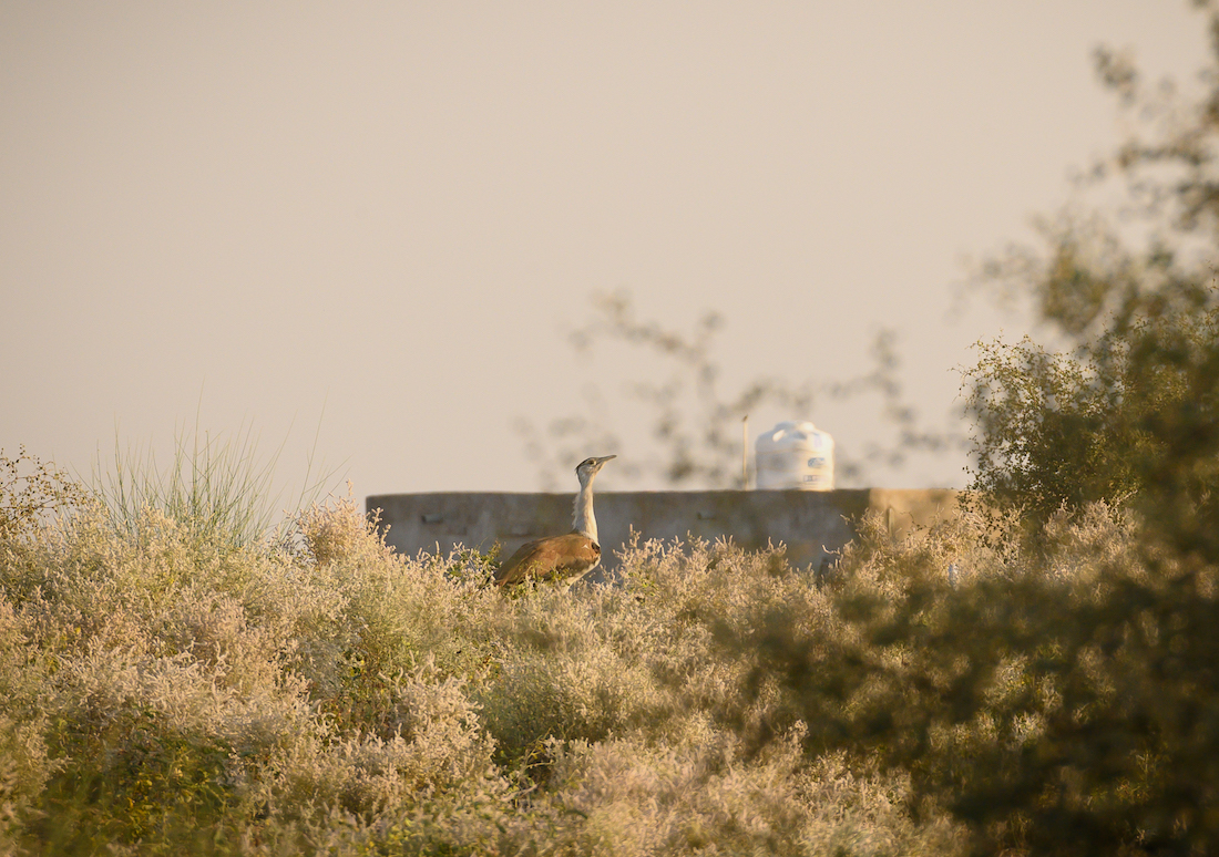 Battling The Many Threats To Save The Great Indian Bustards In Their Last Stronghold In The Thar Grasslands